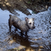 Picture of glen of imaal terrier in muddy water looking very mischievious