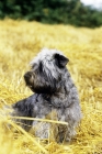 Picture of glen of imaal terrier, malsville moody blue of farni, sitting in straw