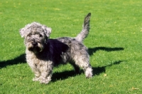 Picture of Glen of Imaal Terrier on grass