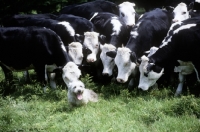 Picture of glen of imaal terrier sitting, watched by a herd of cattle