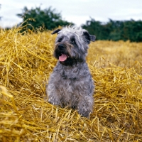 Picture of glen of imaal terrier sitting in straw