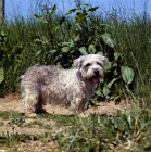 Picture of glen of imaal terrier standing on a field path