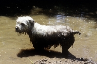 Picture of glen of imaal terrier standing in muddy water