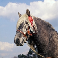 Picture of Glenorchy of Keir, head and shoulders of Highland Pony