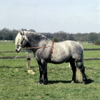 Picture of glenorchy of keir, highland pony stallion, 