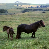 Picture of glitter of marshwood, shetland pony mare and foal in scotland