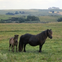 Picture of glitter of marshwood, shetland pony mare and foal
