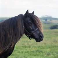 Picture of glitter of marshwood, shetland pony mare in scotland