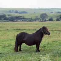 Picture of glitter of marshwood, shetland pony mare in scotland