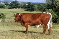 Picture of gloucester bull in a field in countryside