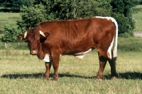 Picture of gloucester bull looking at camera