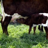 Picture of gloucester calf drinking from mother