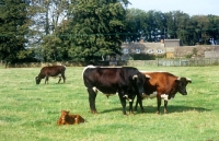 Picture of gloucester cattle at cotswold farm park