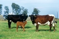 Picture of gloucester cattle family at cotswold farm park