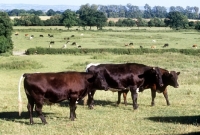Picture of gloucester cattle