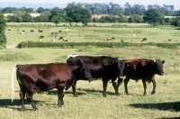 Picture of gloucester cattle