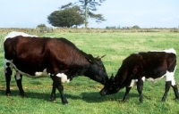 Picture of gloucester cow and calf