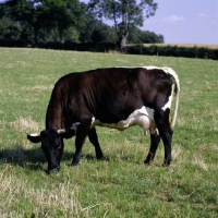 Picture of gloucester cow grazing