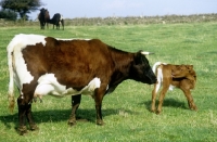Picture of gloucester cow with calf at cotswold farm park