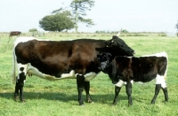 Picture of gloucester cow with calf at cotswold farm park