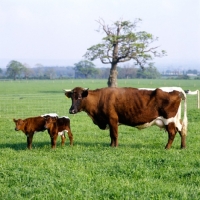Picture of gloucester cow with two calves