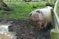 Picture of Gloucester Old Spot in muddy field