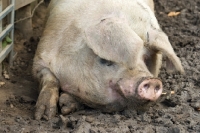 Picture of Gloucester Old Spot in mud