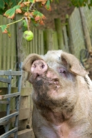 Picture of Gloucester Old Spot looking at fruit