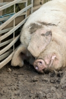 Picture of Gloucester Old Spot lying in mud