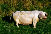 Picture of gloucester old spot pig at heal farm 