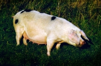 Picture of gloucester old spot pig standing on grass