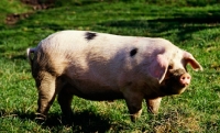 Picture of gloucester old spot sow