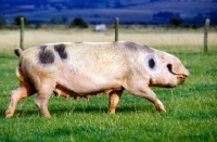 Picture of gloucester old spot walking, at  cotswold farm park