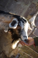Picture of goat eating from man's hand