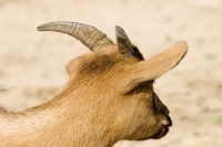 Picture of goat from senegal