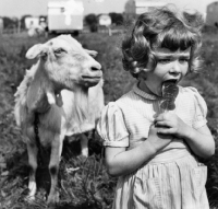 Picture of goat looking at child licking lollipop