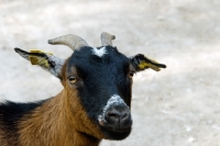 Picture of goat portrait
