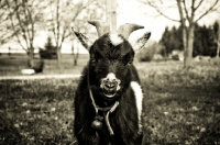 Picture of goat portrait