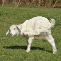 Picture of goat scratching