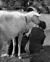 Picture of goat sniffing a woman