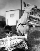 Picture of goat wth boy reading paper