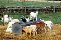 Picture of goats and goat feeder at cotswold farm park