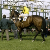 Picture of going into starting stalls, racing at epsom
