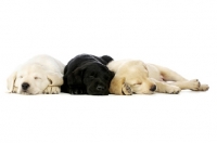 Picture of Golden and black Labrador Puppies lying asleep isolated on a white background