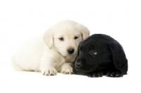 Picture of Golden and Black Labrador Puppies lying isolated on a white background