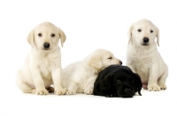 Picture of Golden and black Labrador Puppies isolated on a white background
