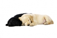 Picture of Golden and black Labrador Puppies lying asleep isolated on a white background