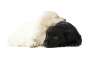 Picture of Golden and black Labrador Puppies isolated on a white background