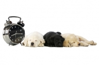 Picture of Golden and black Labrador Puppies lying asleep next to a large alarm clock, isolated on a white background