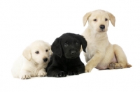 Picture of Golden and Black Labrador Puppies isolated on a white background